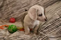 Sprinkles , a female Miniature Dachshund for sale in New Enterprise, PA – Photo 6 of 10
