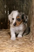 Sprinkles , a female Miniature Dachshund for sale in New Enterprise, PA – Photo 1 of 10
