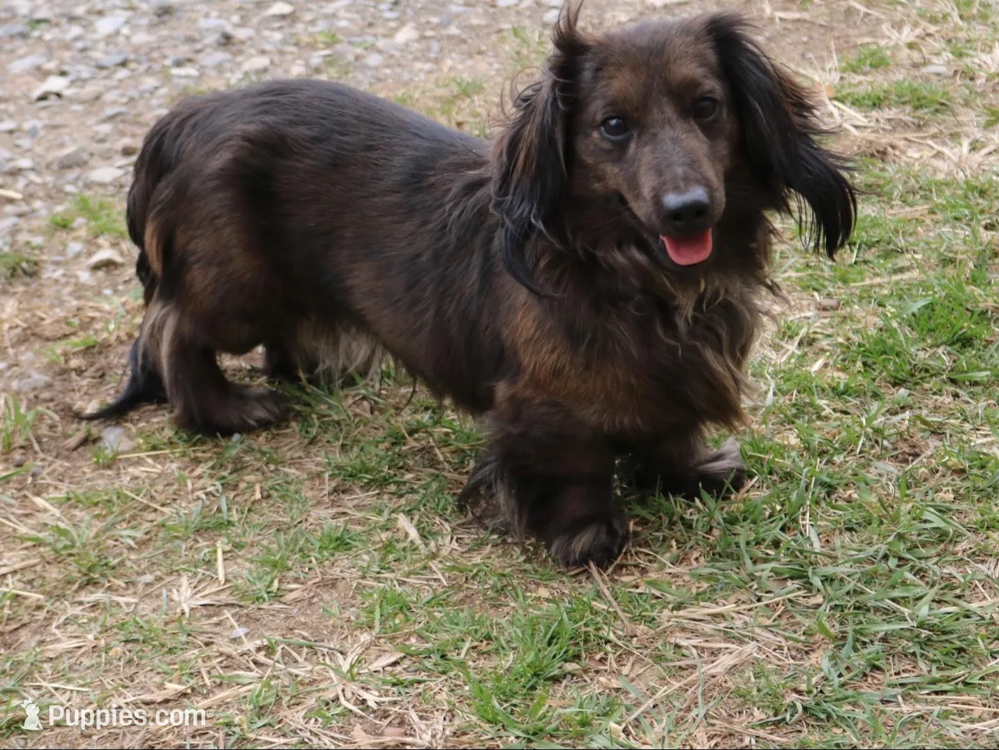 Granite, a male Miniature Dachshund for sale in New Enterprise, PA – Photo 10 of 10
