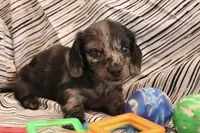 Granite, a male Miniature Dachshund for sale in New Enterprise, PA – Photo 8 of 10