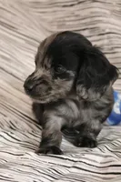 Granite, a male Miniature Dachshund for sale in New Enterprise, PA – Photo 2 of 10