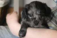 Granite, a male Miniature Dachshund for sale in New Enterprise, PA – Photo 1 of 10