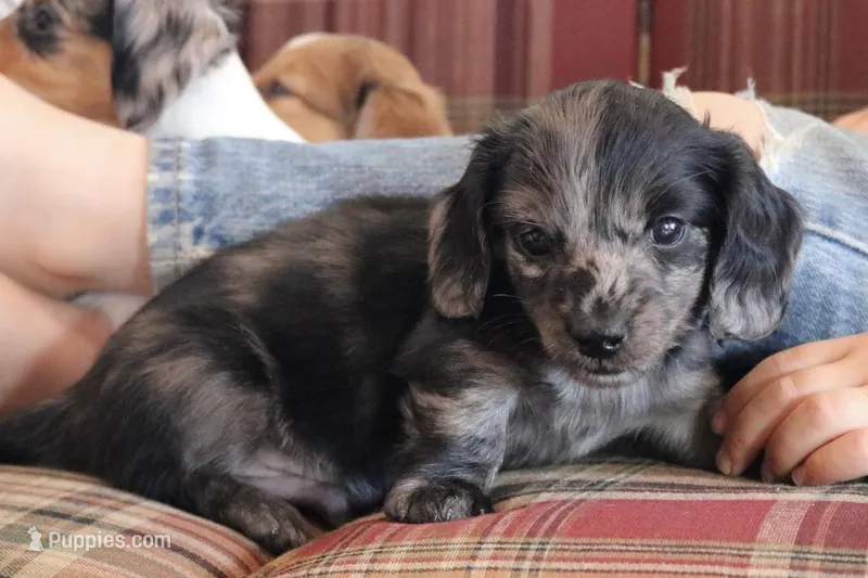 Granite – Miniature Dachshund puppy for sale in New Enterprise, PA