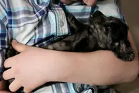 Granite, a male Miniature Dachshund for sale in New Enterprise, PA – Photo 6 of 10