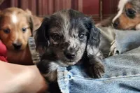 Granite, a male Miniature Dachshund for sale in New Enterprise, PA – Photo 3 of 10