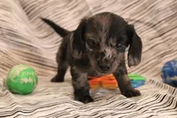 Granite, a male Miniature Dachshund for sale in New Enterprise, PA – Photo 7 of 10