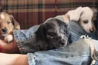 Granite, a male Miniature Dachshund for sale in New Enterprise, PA – Photo 4 of 10