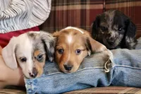 Copper, a male Miniature Dachshund for sale in New Enterprise, PA – Photo 7 of 10