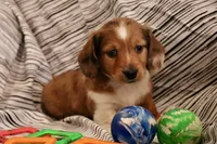 Copper, a male Miniature Dachshund for sale in New Enterprise, PA – Photo 3 of 10