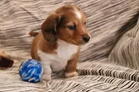 Copper, a male Miniature Dachshund for sale in New Enterprise, PA – Photo 5 of 10