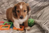 Copper, a male Miniature Dachshund for sale in New Enterprise, PA – Photo 2 of 10
