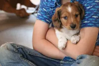 Copper, a male Miniature Dachshund for sale in New Enterprise, PA – Photo 8 of 10