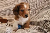 Copper, a male Miniature Dachshund for sale in New Enterprise, PA – Photo 4 of 10