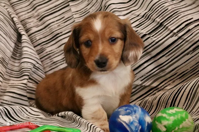 Copper – Miniature Dachshund puppy for sale in New Enterprise, PA