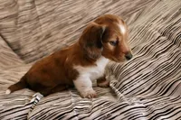 Copper, a male Miniature Dachshund for sale in New Enterprise, PA – Photo 6 of 10