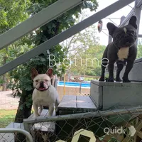 Fabian, a male French Bulldog for sale in Lebanon, MO – Photo 6 of 6