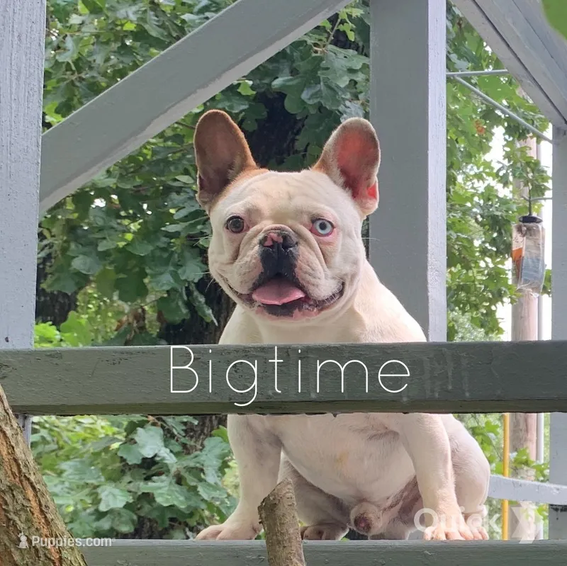 Fabian – French Bulldog puppy for sale in Lebanon, MO