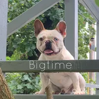 Fabian, a male French Bulldog for sale in Lebanon, MO – Photo 1 of 6