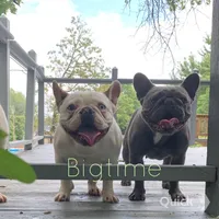 Fabian, a male French Bulldog for sale in Lebanon, MO – Photo 4 of 6