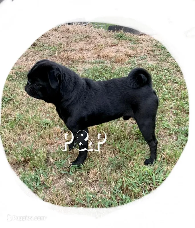Goby – Pug puppy for sale in Lebanon, MO