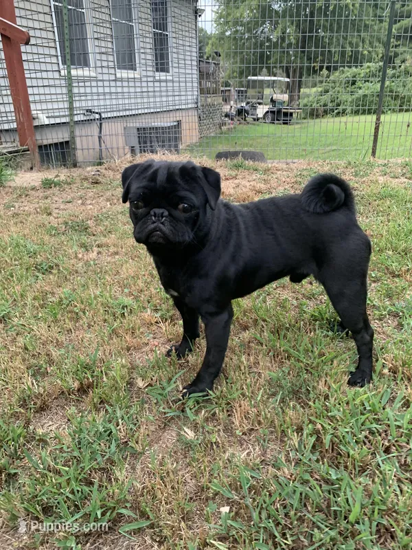Goby – Pug puppy for sale in Lebanon, MO
