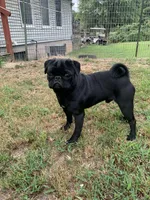 Goby, a male Pug for sale in Lebanon, MO – Photo 2 of 2