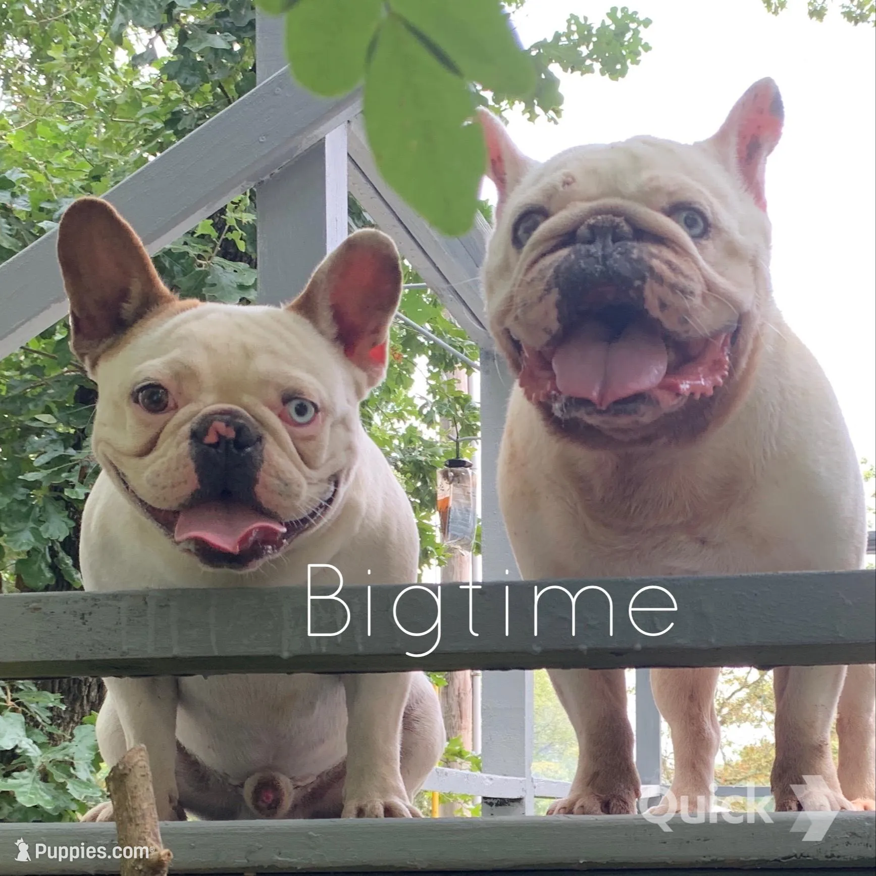 Fabian, a male French Bulldog for sale in Lebanon, MO – Photo 2 of 6
