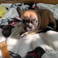 Vixen, a female French Bulldog for sale in Lebanon, MO – Photo 3 of 6