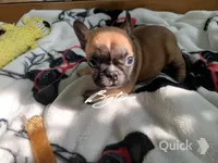 Vixen, a female French Bulldog for sale in Lebanon, MO – Photo 3 of 6