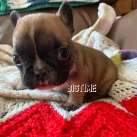 Vixen, a female French Bulldog for sale in Lebanon, MO – Photo 5 of 6