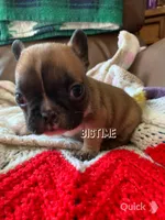 Vixen, a female French Bulldog for sale in Lebanon, MO – Photo 5 of 6