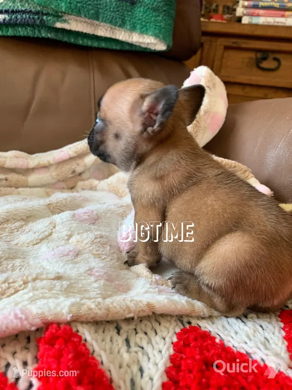 Vixen – French Bulldog puppy for sale in Lebanon, MO