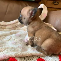 Vixen, a female French Bulldog for sale in Lebanon, MO – Photo 1 of 6