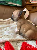 Vixen, a female French Bulldog for sale in Lebanon, MO – Photo 2 of 6