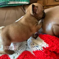 Vixen, a female French Bulldog for sale in Lebanon, MO – Photo 6 of 6