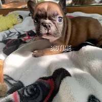 Vixen, a female French Bulldog for sale in Lebanon, MO – Photo 2 of 6