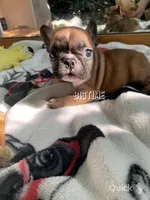 Vixen, a female French Bulldog for sale in Lebanon, MO – Photo 1 of 6