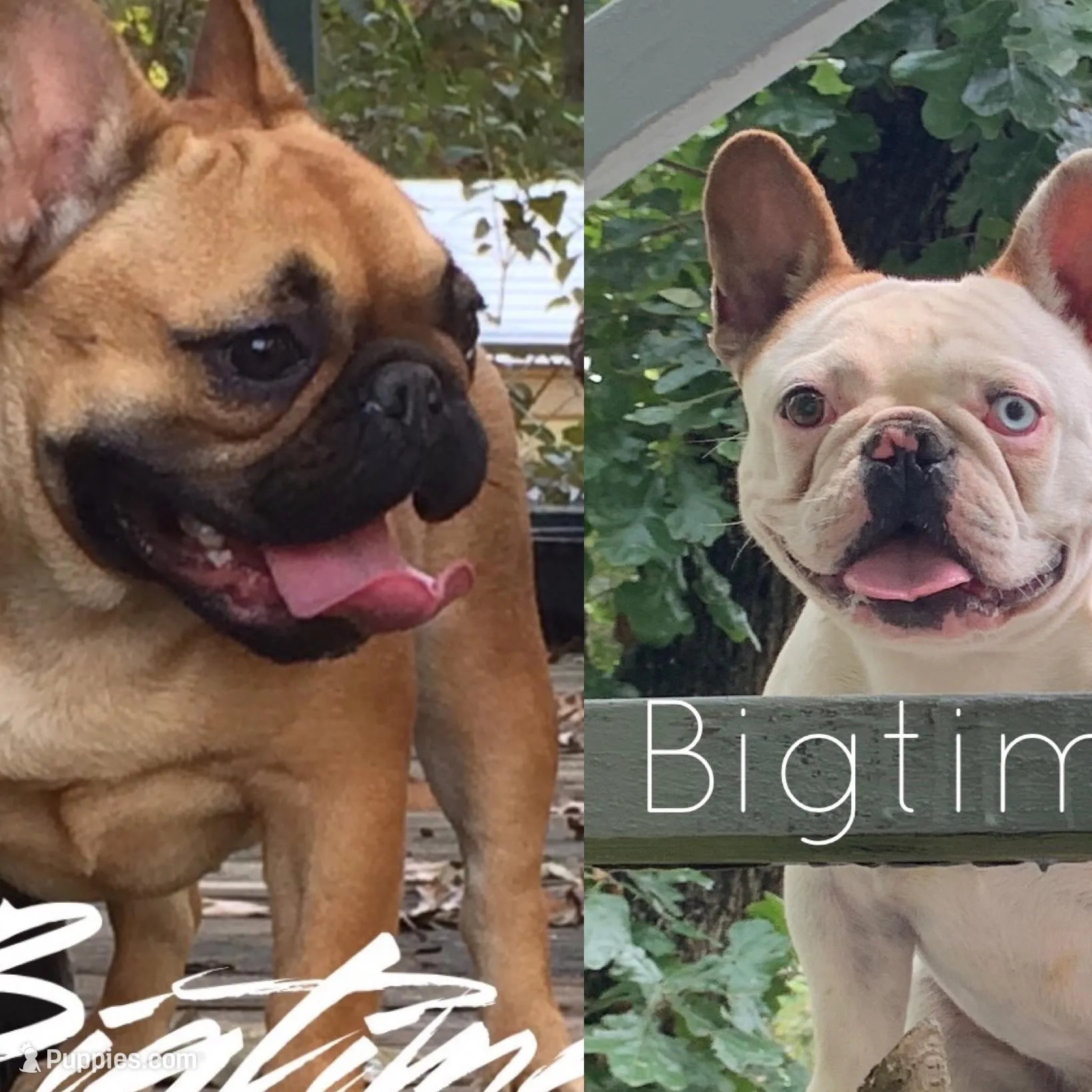 Vixen, a female French Bulldog for sale in Lebanon, MO – Photo 4 of 6