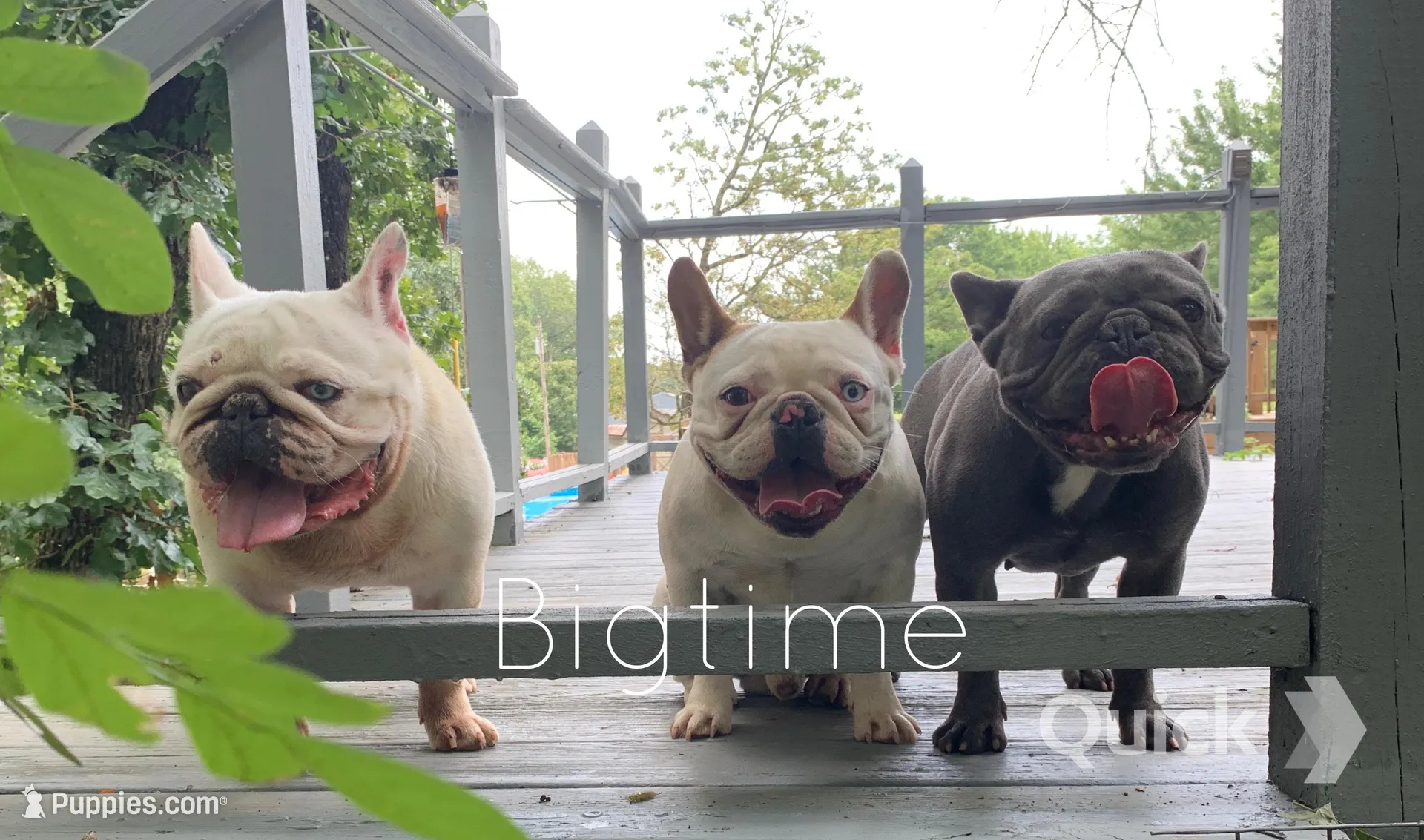 Fabian, a male French Bulldog for sale in Lebanon, MO – Photo 5 of 6