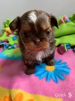 Saki, a female Shih Tzu for sale in Lebanon, MO – Photo 1 of 7