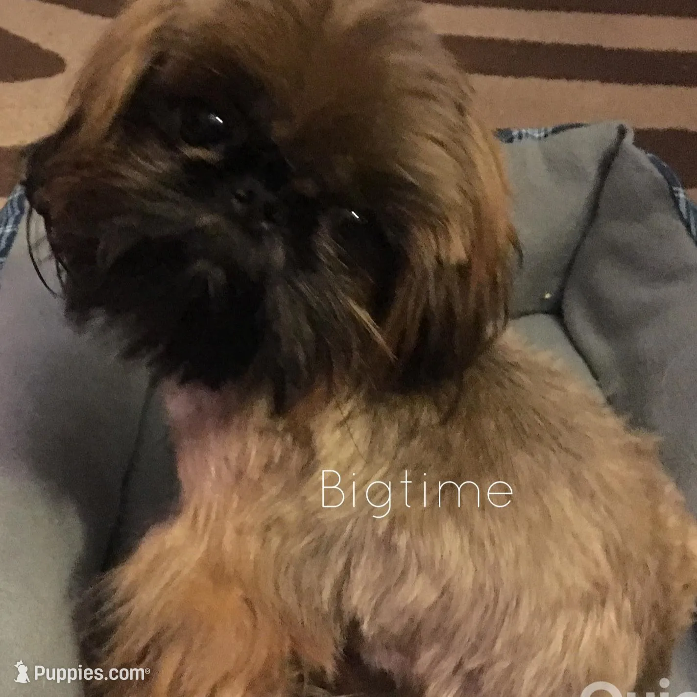 Saki, a female Shih Tzu for sale in Lebanon, MO – Photo 7 of 7