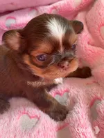 Saki, a female Shih Tzu for sale in Lebanon, MO – Photo 3 of 7