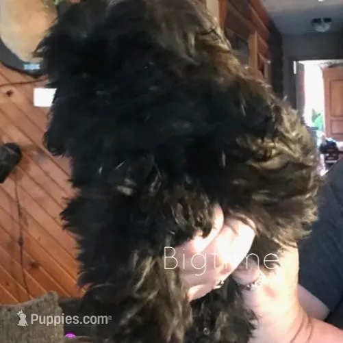 Saki, a female Shih Tzu for sale in Lebanon, MO – Photo 6 of 7