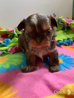 Saki, a female Shih Tzu for sale in Lebanon, MO – Photo 2 of 7