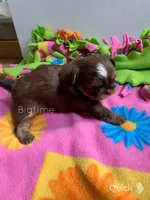 Saki, a female Shih Tzu for sale in Lebanon, MO – Photo 4 of 7