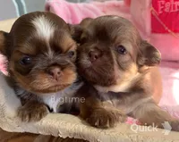 Saki, a female Shih Tzu for sale in Lebanon, MO – Photo 5 of 7
