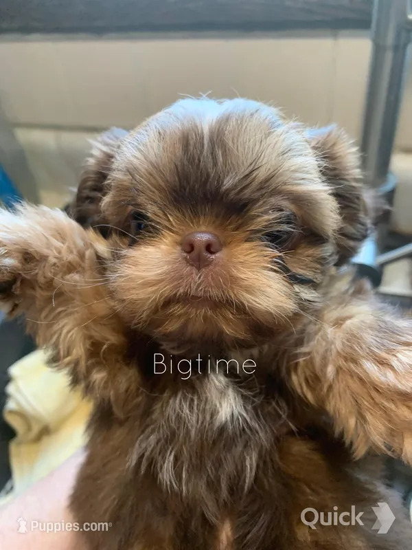 Saki – Shih Tzu puppy for sale in Lebanon, MO