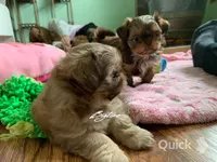 Saki - on hold, a female Shih Tzu for sale in Lebanon, MO – Photo 6 of 9