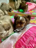 Saki - on hold, a female Shih Tzu for sale in Lebanon, MO – Photo 3 of 9