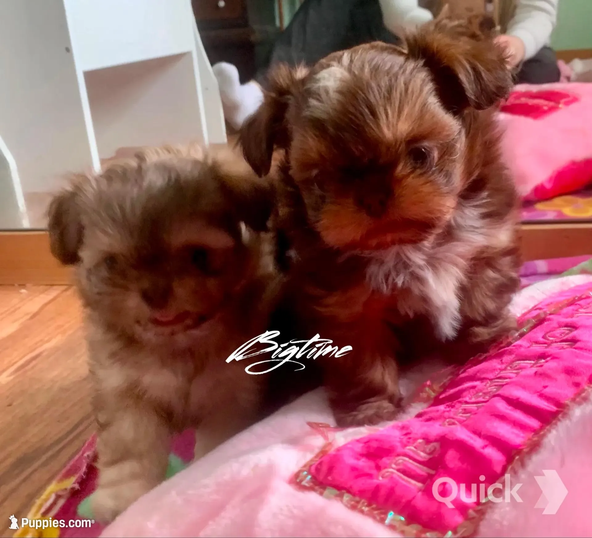 Saki - on hold, a female Shih Tzu for sale in Lebanon, MO – Photo 4 of 9